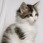 Wildfee's Norwegische Waldkatzen - Babys und Jungtiere 