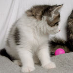 Wildfee's Norwegische Waldkatzen - Babys und Jungtiere 