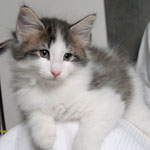 Wildfee's Norwegische Waldkatzen - Babys und Jungtiere 