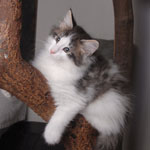 Wildfee's Norwegische Waldkatzen - Babys und Jungtiere 