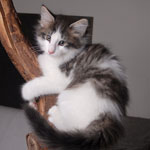 Wildfee's Norwegische Waldkatzen - Babys und Jungtiere 