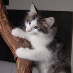 Wildfee's Norwegische Waldkatzen - Babys und Jungtiere 