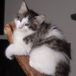 Wildfee's Norwegische Waldkatzen - Babys und Jungtiere 