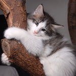 Wildfee's Norwegische Waldkatzen - Babys und Jungtiere 