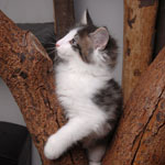 Wildfee's Norwegische Waldkatzen - Babys und Jungtiere 