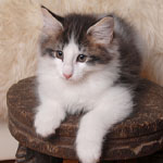 Wildfee's Norwegische Waldkatzen - Babys und Jungtiere 