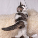 Wildfee's Norwegische Waldkatzen - Babys und Jungtiere 