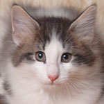 Wildfee's Norwegische Waldkatzen - Babys und Jungtiere 