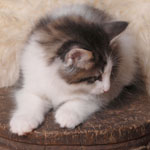 Wildfee's Norwegische Waldkatzen - Babys und Jungtiere 