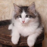 Wildfee's Norwegische Waldkatzen - Babys und Jungtiere 