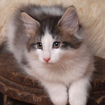 Wildfee's Norwegische Waldkatzen - Babys und Jungtiere 