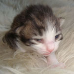 Wildfee's Norwegische Waldkatzen Wildfee's merlin