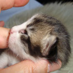 Wildfee's Norwegische Waldkatzen Wildfee's merlin