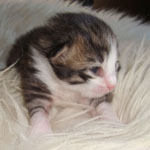 Wildfee's Norwegische Waldkatzen Wildfee's merlin