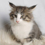 Wildfee's Norwegische Waldkatzen - Babys und Jungtiere 