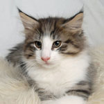 Wildfee's Norwegische Waldkatzen - Babys und Jungtiere 