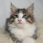 Wildfee's Norwegische Waldkatzen - Babys und Jungtiere 