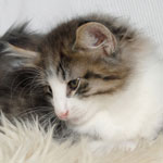 Wildfee's Norwegische Waldkatzen - Babys und Jungtiere 