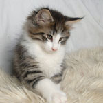 Wildfee's Norwegische Waldkatzen - Babys und Jungtiere 