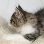 Wildfee's Norwegische Waldkatzen - Babys und Jungtiere 