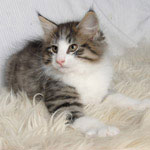 Wildfee's Norwegische Waldkatzen - Babys und Jungtiere 