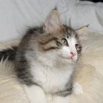 Wildfee's Norwegische Waldkatzen - Babys und Jungtiere 