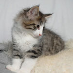 Wildfee's Norwegische Waldkatzen - Babys und Jungtiere 