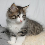 Wildfee's Norwegische Waldkatzen 