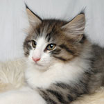 Wildfee's Norwegische Waldkatzen - Babys und Jungtiere 