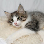 Wildfee's Norwegische Waldkatzen - Babys und Jungtiere 