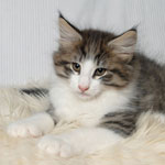 Wildfee's Norwegische Waldkatzen 