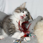 Wildfee's Norwegische Waldkatzen - Babys und Jungtiere 