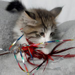 Wildfee's Norwegische Waldkatzen - Babys und Jungtiere 