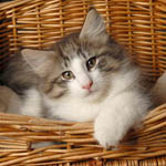 Wildfee's Norwegische Waldkatzen - Babys und Jungtiere 