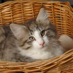 Wildfee's Norwegische Waldkatzen - Babys und Jungtiere 