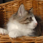 Wildfee's Norwegische Waldkatzen - Babys und Jungtiere 