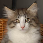 Wildfee's Norwegische Waldkatzen - Babys und Jungtiere 