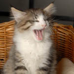 Wildfee's Norwegische Waldkatzen - Babys und Jungtiere 