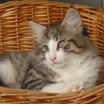 Wildfee's Norwegische Waldkatzen - Babys und Jungtiere 