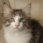 Wildfee's Norwegische Waldkatzen - Babys und Jungtiere 