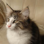 Wildfee's Norwegische Waldkatzen - Babys und Jungtiere 