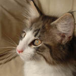 Wildfee's Norwegische Waldkatzen 