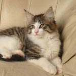 Wildfee's Norwegische Waldkatzen - Babys und Jungtiere 