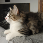 Wildfee's Norwegische Waldkatzen - Babys und Jungtiere 