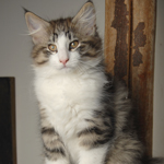 Wildfee's Norwegische Waldkatzen - Babys und Jungtiere 