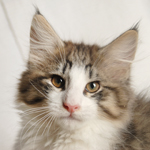 Wildfee's Norwegische Waldkatzen - Babys und Jungtiere 