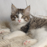 Wildfee's Norwegische Waldkatzen - Babys und Jungtiere 