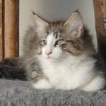 Wildfee's Norwegische Waldkatzen - Babys und Jungtiere 