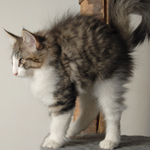 Wildfee's Norwegische Waldkatzen - Babys und Jungtiere 