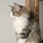 Wildfee's Norwegische Waldkatzen - Babys und Jungtiere 